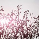 The Best Places to Shop for Engagement Rings Online in 2026 – WWD